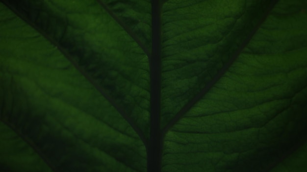 Foto close up van anthurium groene bladtextuur