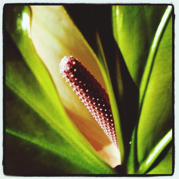 Close-up van anthurium