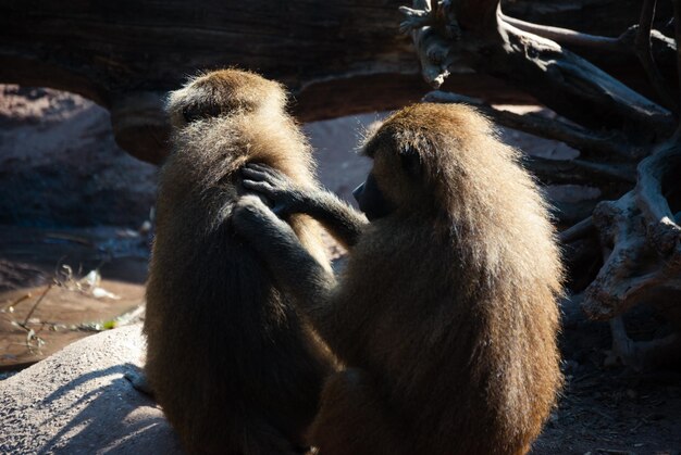 Close-up van apen die op een rots zitten