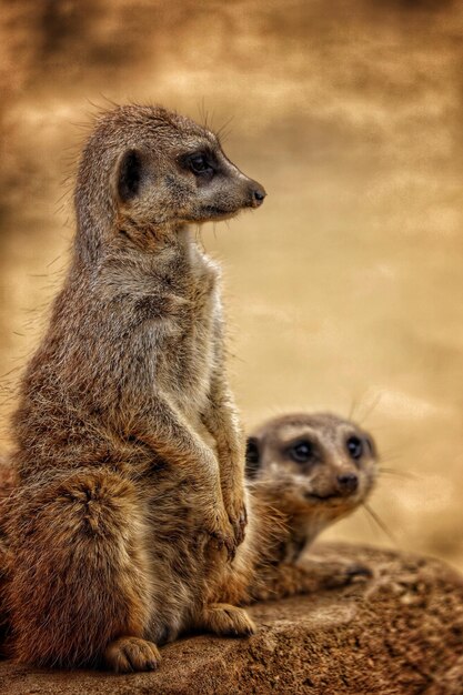 Foto close-up van apen die op zand zitten