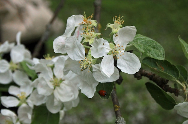Close-up van appelbloemen