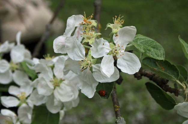 Foto close-up van appelbloemen