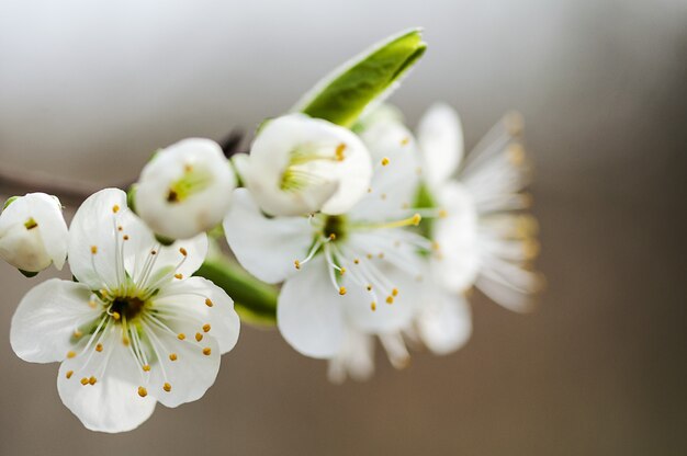 Foto close-up van appelbloesems. apple boomtak bloemen.