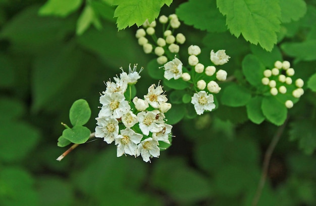 Close-up van appelbloesems en knoppen
