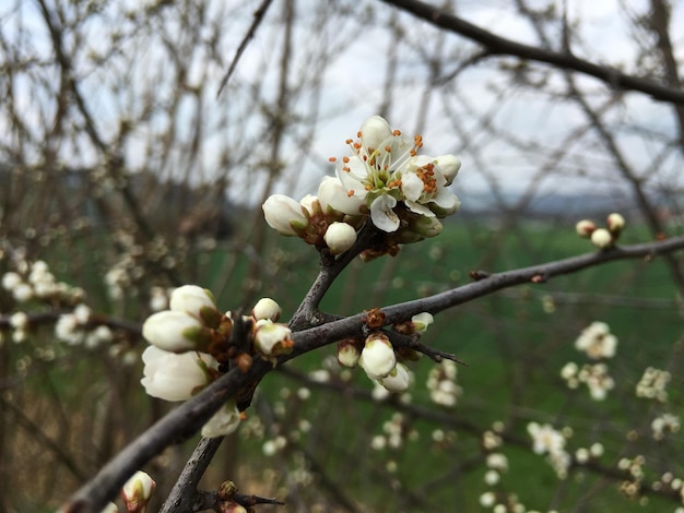 Close-up van appelbloesems in het voorjaar