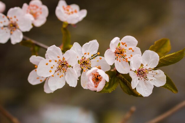 Foto close-up van appelbloesems in het voorjaar