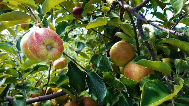 Close-up van appels die op een boom groeien