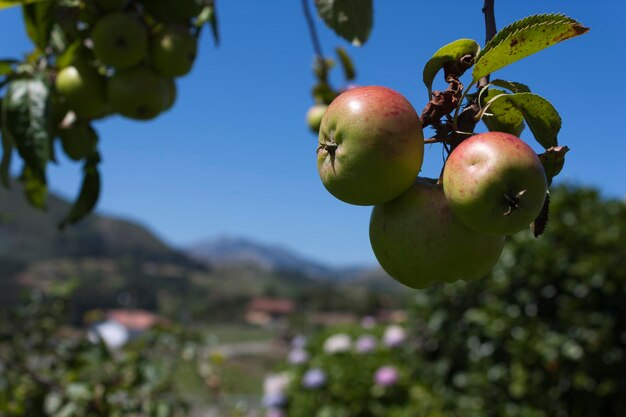 Close-up van appels die op het veld groeien