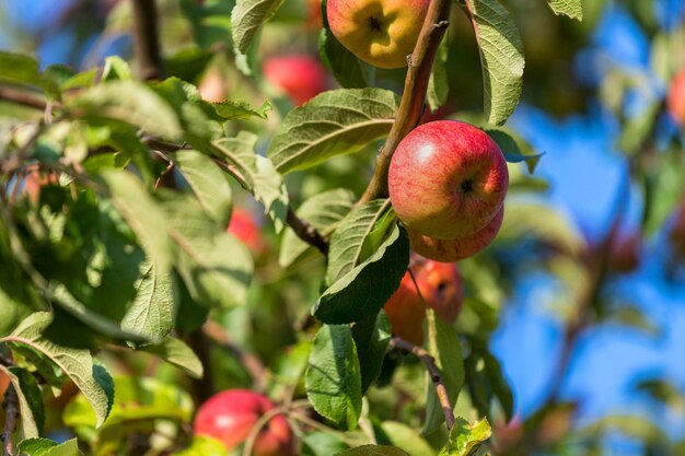 Close-up van appels op de boom