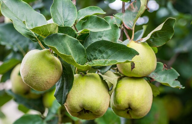 Close-up van appels op de boom