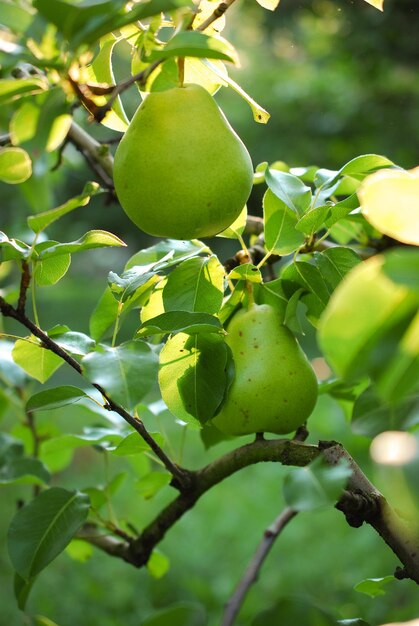 Close-up van appels op de boom