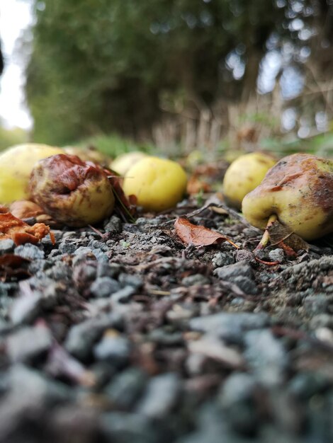 Foto close-up van appels op het veld