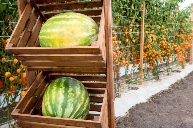 Foto close-up van appels