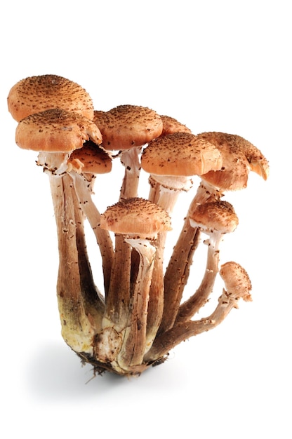 Close-up van armillaria gallica op witte achtergrond