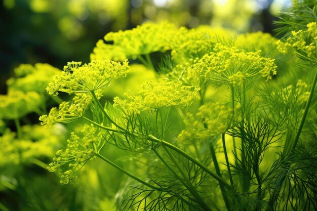 Foto close-up van aromatische dille met kleine bloemen