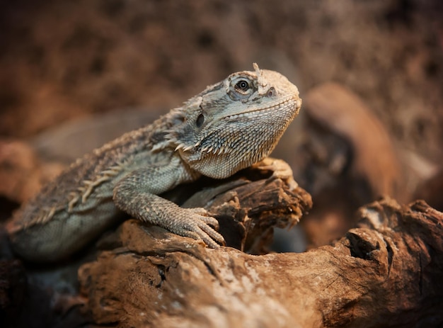 Close-up van baarde draak op hout