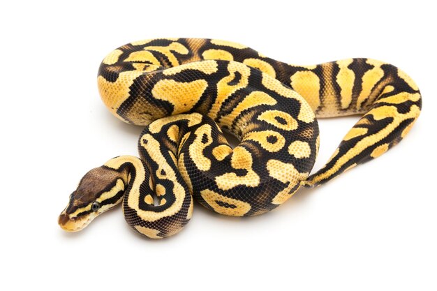 Close-up van ballenpython tegen een witte achtergrond