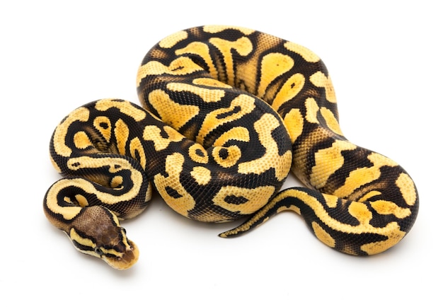 Close-up van ballenpython tegen een witte achtergrond
