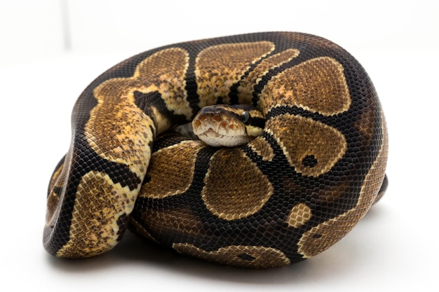 Close-up van ballenpython tegen een witte achtergrond