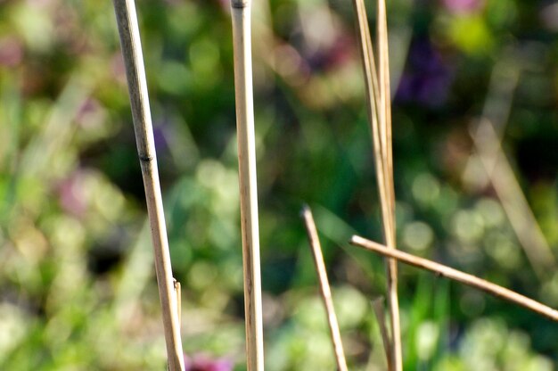 Foto close-up van bamboe op het veld