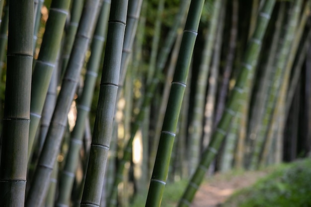 Close-up van bamboebomen in botanische tuin in het perspectief.