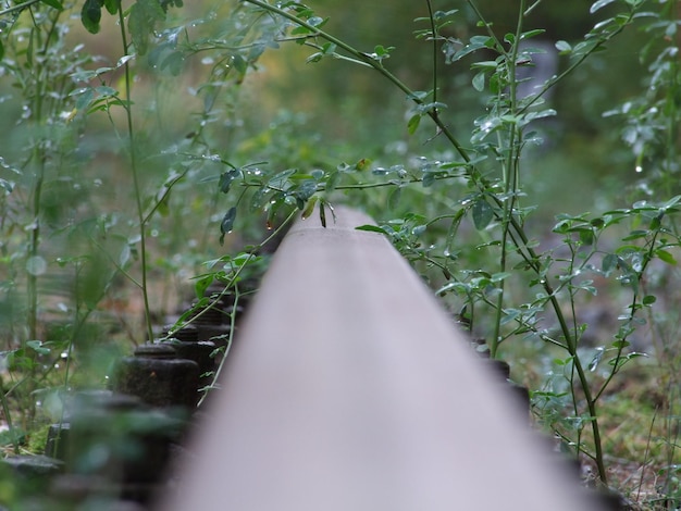 Foto close-up van bamboeplanten in het bos