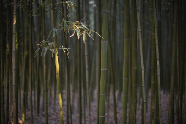 Foto close-up van bamboeplanten in het bos