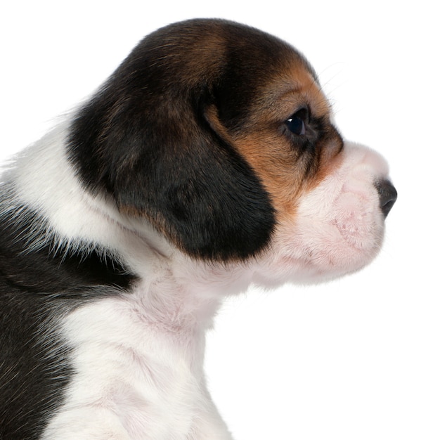 Close-up van Beagle Puppy, 1 maand oud,