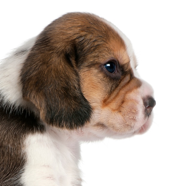 Close-up van beagle puppy, 1 maand oud,