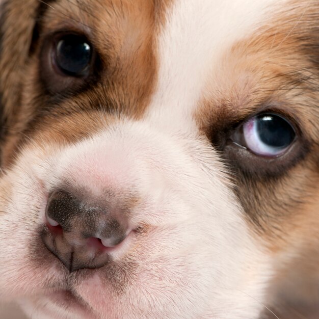 Close-up van Beagle-puppy, 4 weken oud