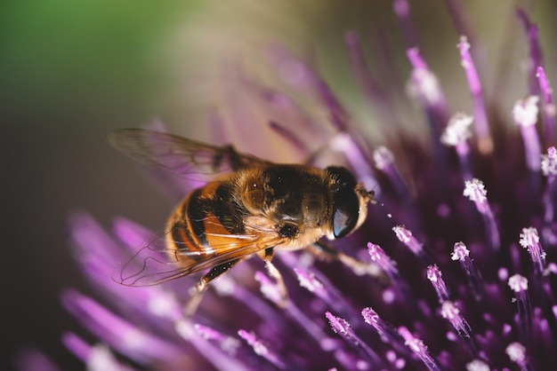 Close Up van Bee op een paarse bloem, Bee zittend op een bloem