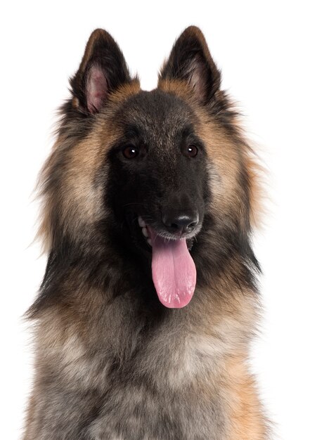 Close-up van Belgian Shepherd, Tervuren, 10 maanden oud,