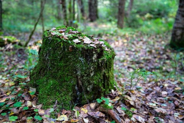 Close-up van bemoste stronk met een paddenstoel erboven en droge dennennaalden in het herfstbos, bossubstraat, gevallen herfstgebladerte, droge herfstbladeren, selectieve focus op de voorgrond