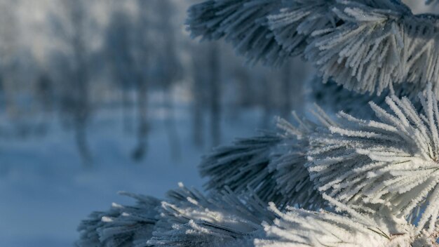 Close-up van besneeuwde dennennaalden op de achtergrond van een prachtig winterbos