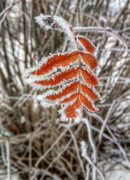 Foto close-up van besneeuwde planten