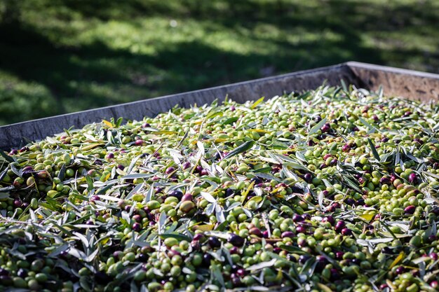 Foto close-up van bessen die op de plant groeien