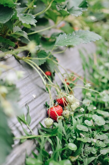 Foto close-up van bessen die op de plant groeien