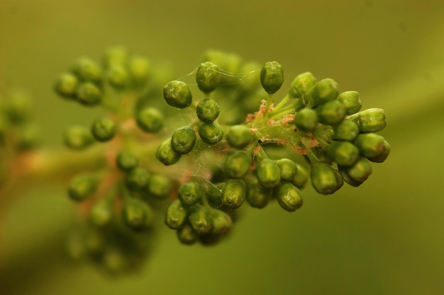 Close-up van bessen die op de plant groeien