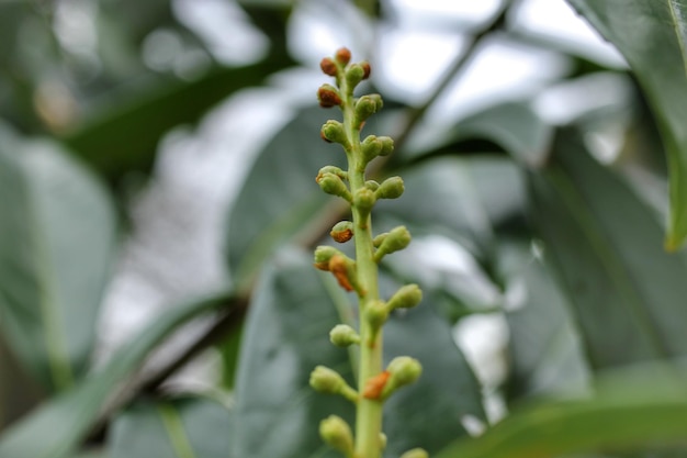 Close-up van bessen die op de plant groeien