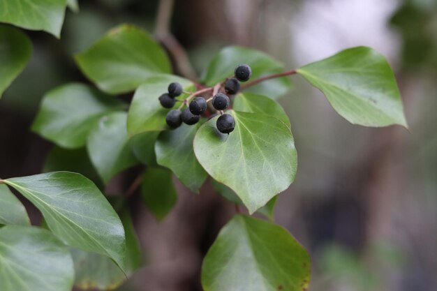 Foto close-up van bessen die op de plant groeien