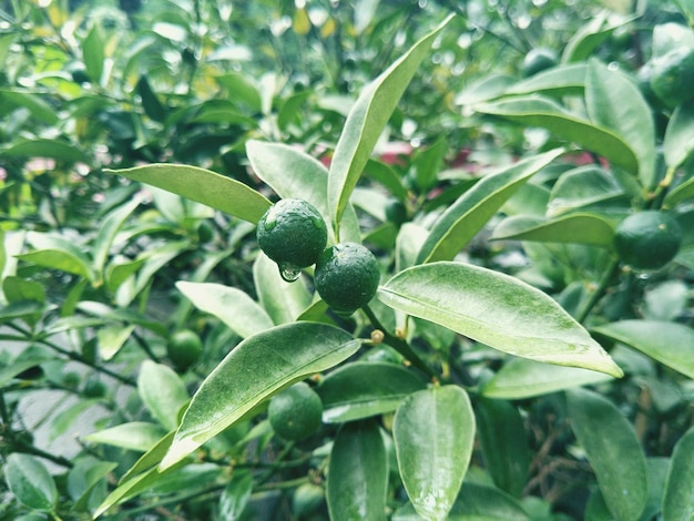 Foto close-up van bessen die op de plant groeien