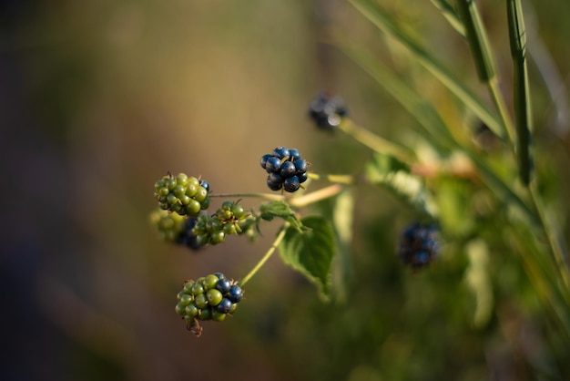 Foto close-up van bessen die op de plant groeien