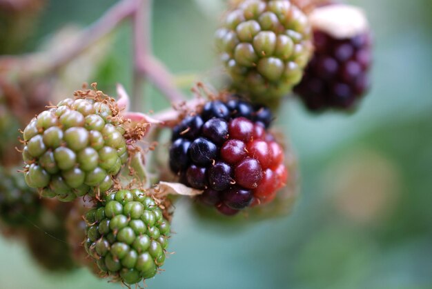 Foto close-up van bessen die op de plant groeien