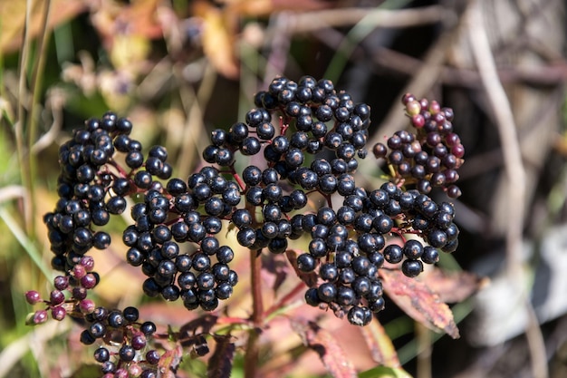 Foto close-up van bessen die op de plant groeien