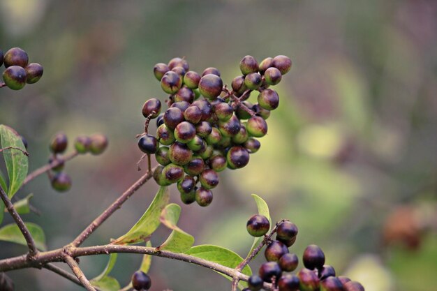 Foto close-up van bessen die op een boom groeien
