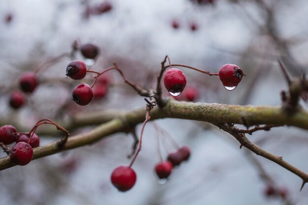 Foto close-up van bessen die op een boom groeien