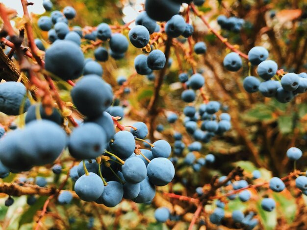 Foto close-up van bessen die op het land groeien