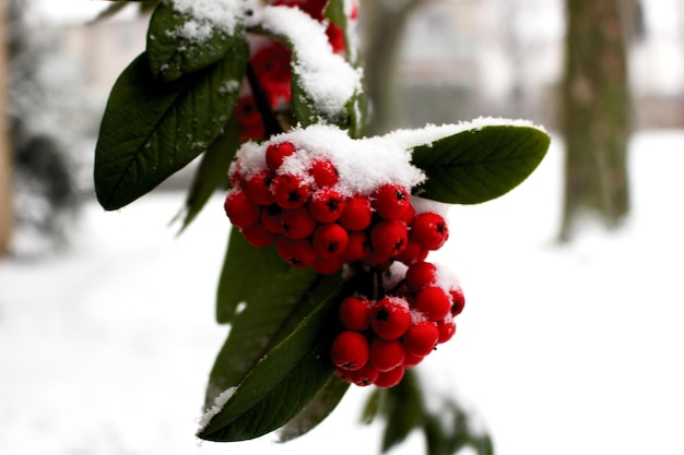 Foto close-up van bessen op de boom tijdens de winter