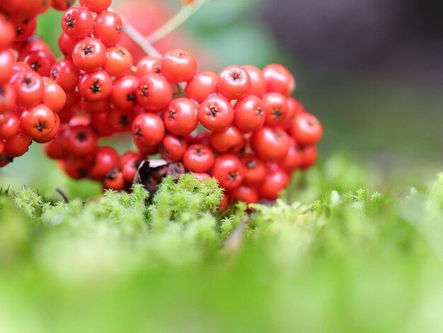 Foto close-up van bessen op de plant