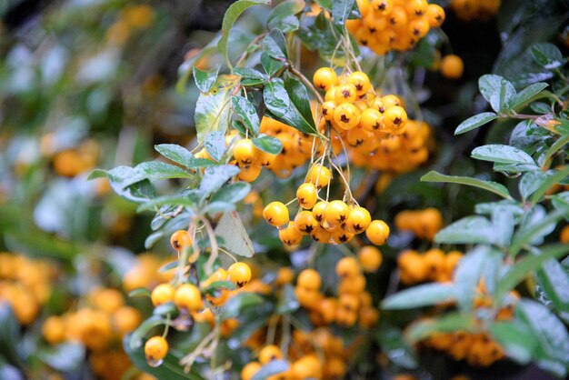 Foto close-up van bessen op de plant